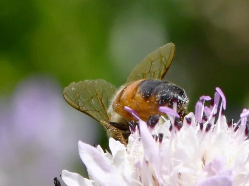Apis mellifera